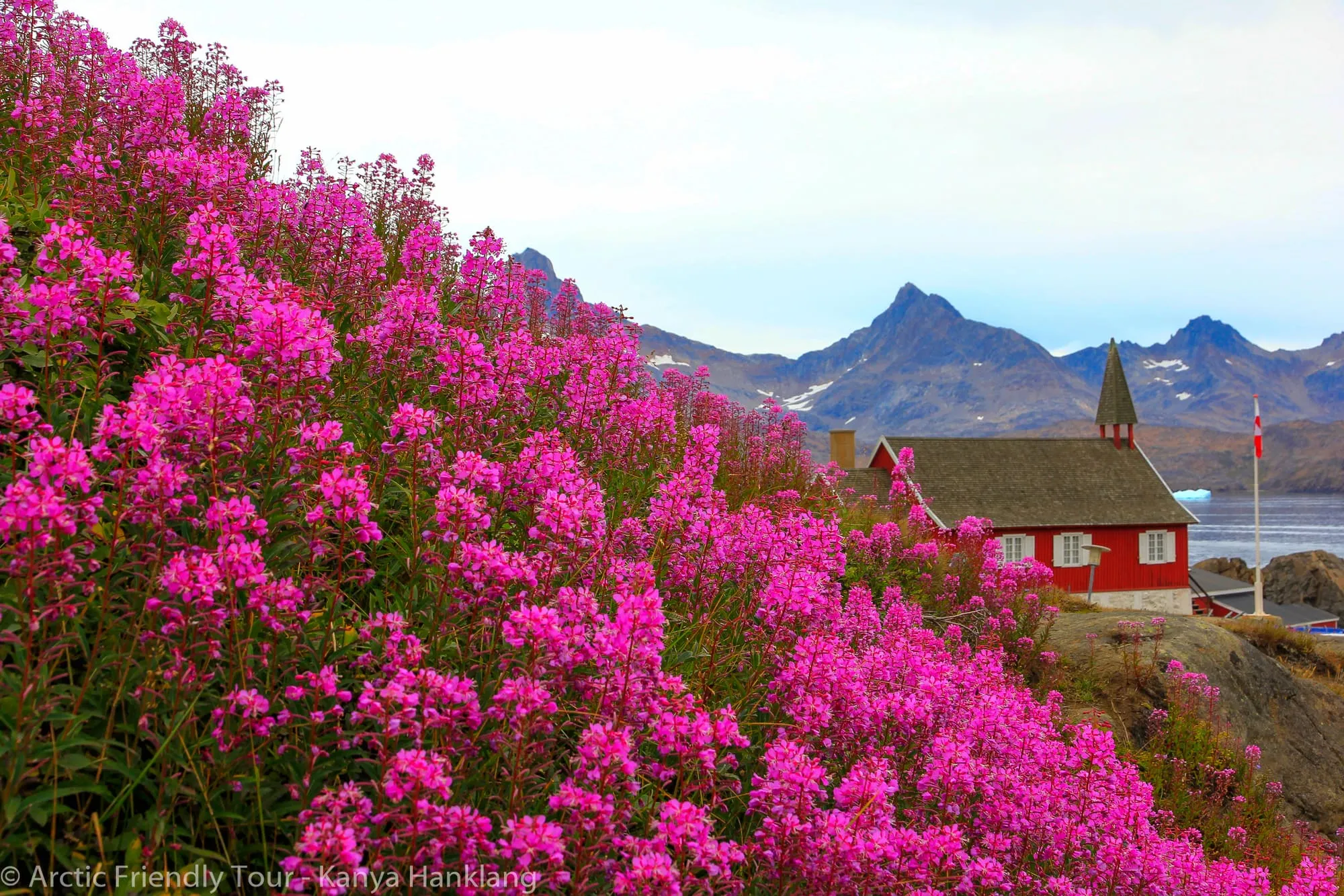 ดอกไม้ป่าสีชมพูบานสะพรั่งหน้าโบสถ์สีแดงและทิวเขา